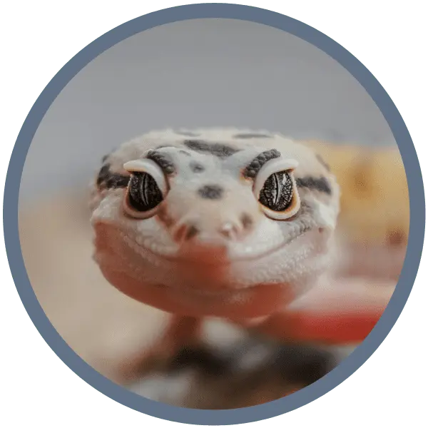 przychodnia weterynaryjna nasi pacjenci - GADY