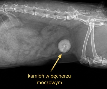 Rentgen boczny jamy brzusznej z widocznym okrągłym kamieniem w pęcherzu moczowym, oznaczonym żółtą strzałką.