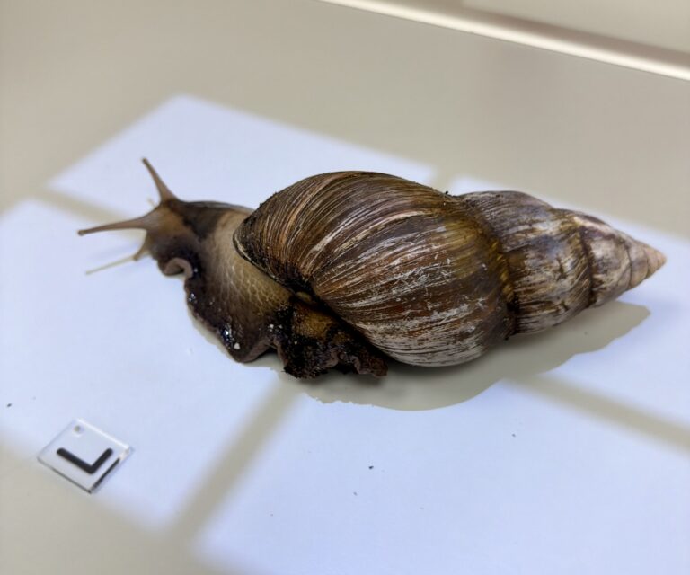 Close-up of a large brown snail with a spiraled shell on a white surface, near a small white L-shaped object.