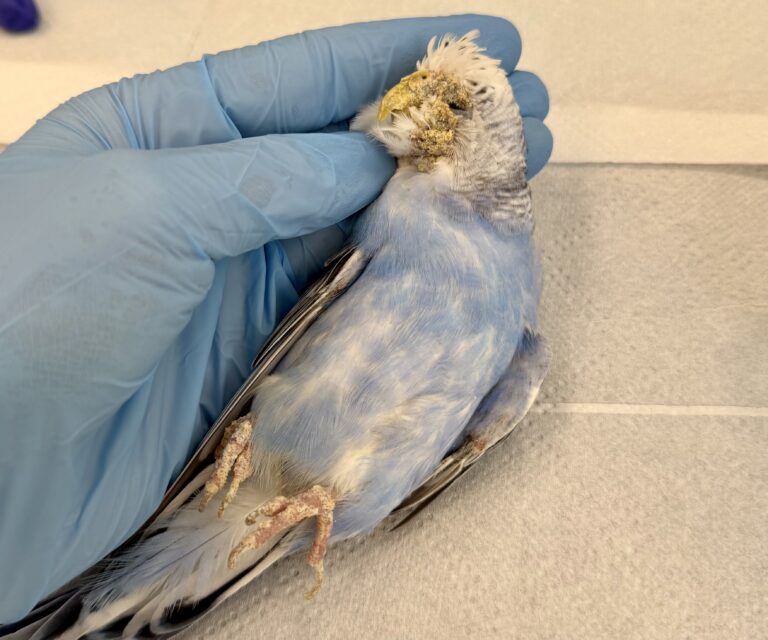Blue parrot held gently by a gloved hand, showing crusty yellow lesions around its beak during a veterinary exam.