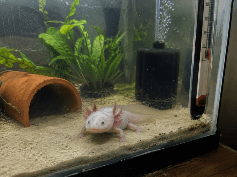 aksolotl prawidłowe warunki akwarium