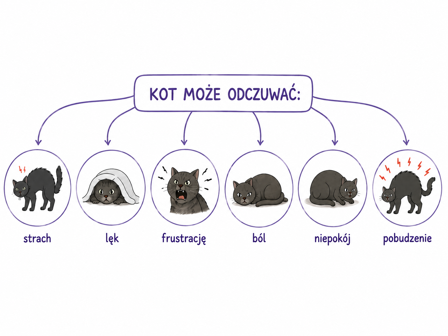 co kot odczuwa weterynarz