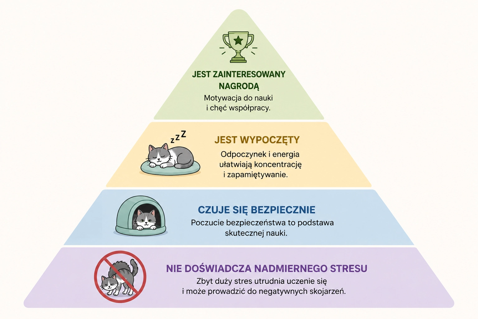 uczenie się kota co pomaga poznań